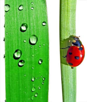 dripped and ladybug on sedge