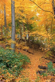 Fall Trail Covered In Yellow And Golden Leaves