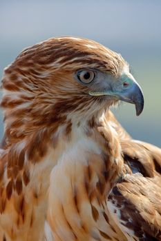 Fantastic eagle of red tail (Buteo jamaicensis) posing placidly