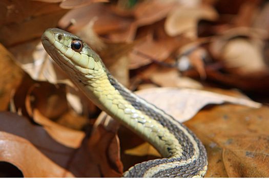 Common Garter Snake Thamnophis sirtalis On Leaves In Morning Sun