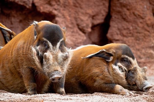 Several specimen of red river hog, Potamochoerus porcus pictus