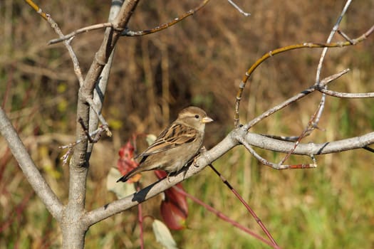 House Sparrow Passer domesticus Female Perched On Branch In Morning Sun