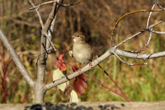 House Sparrow Passer domesticus Female Perched On Branch In Morning Sun