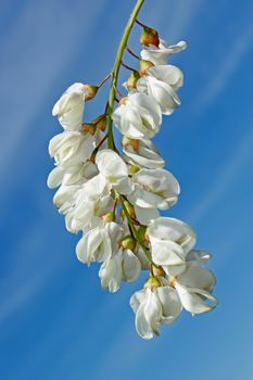 Inflorescence of white acacia against the background of blue sky