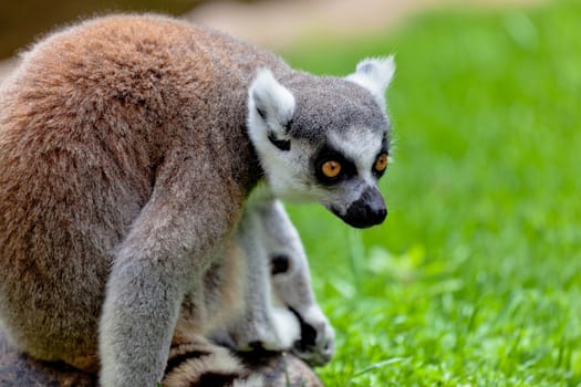 Beautiful specimen of Lemur of ring-shaped tail taking up a curious pose