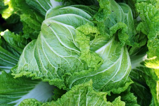 Closeup view of fresh green celery cabbage growing in the fields