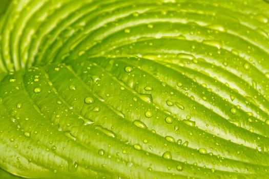 A big leaf of light green colours with water drops