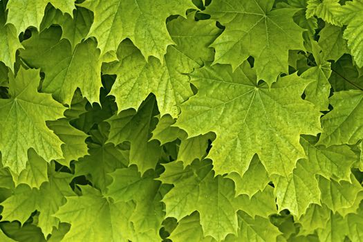 Young delicate leaves of maple in the spring season