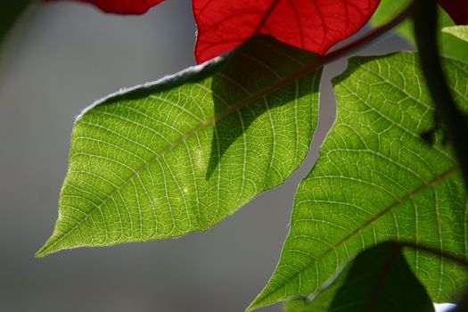 Leaf