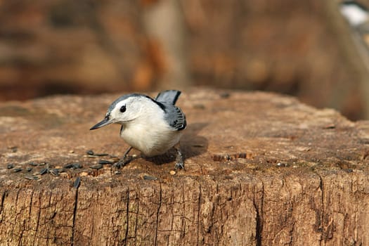 White-breasted Nuthatch Sitta carolinensis perched and feeding