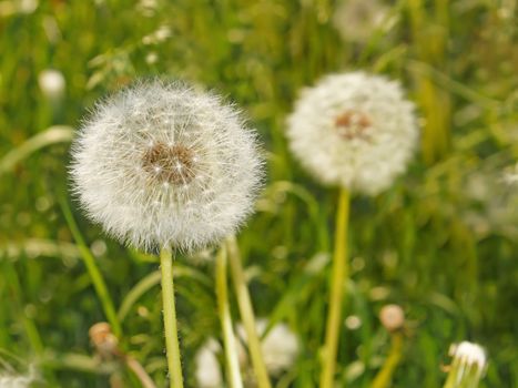 Fluffy dandelions growing on the spring meadow