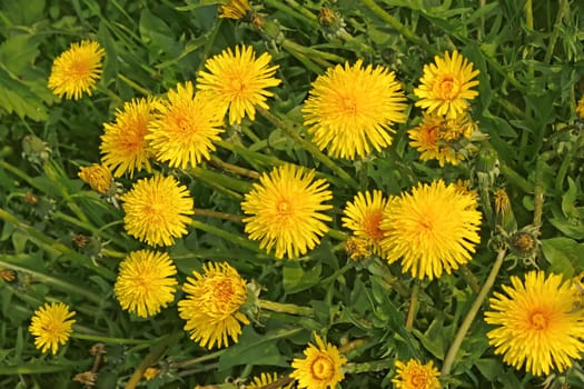 A group flowering yellow dandelions growing in the meadow