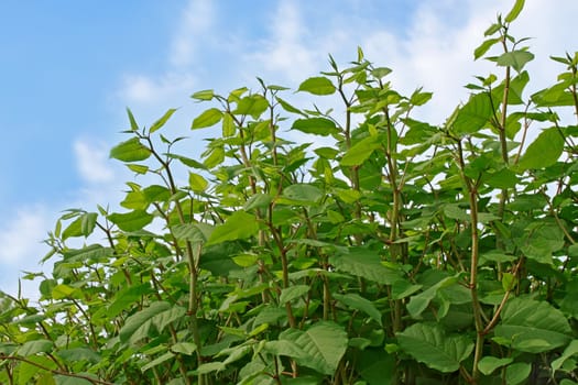 Group of young plants against a blue sky with clouds