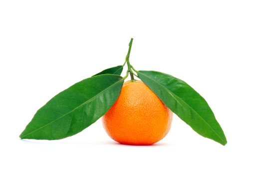  tangerine isolated on a white background