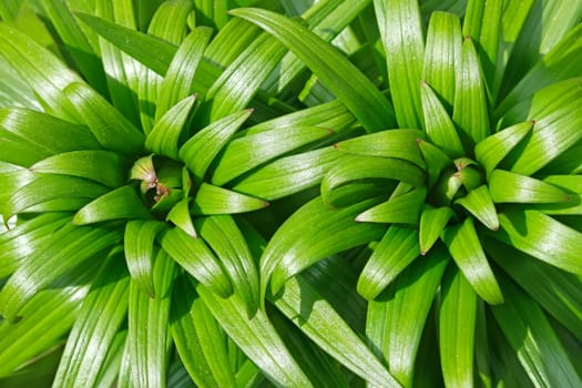 Two lily plants before flowering in the sunlight