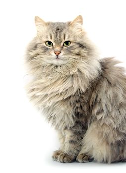 cat  isolated on a white background