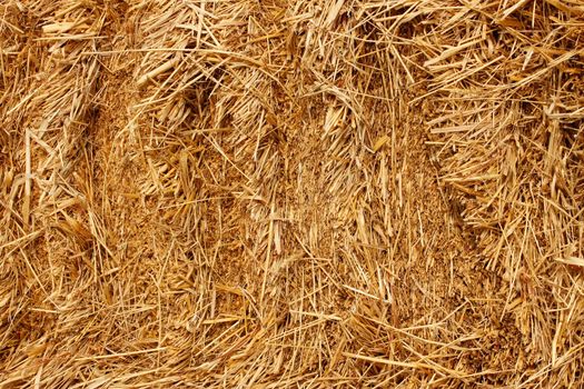 Stack is pressed, cut wheat of straw