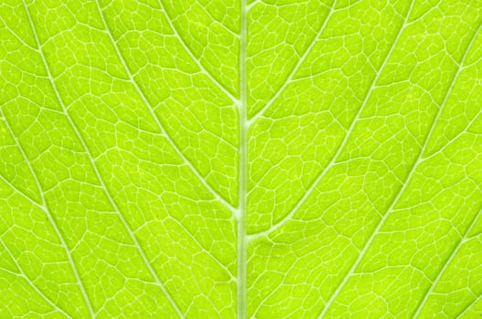 structure of leaf natural background