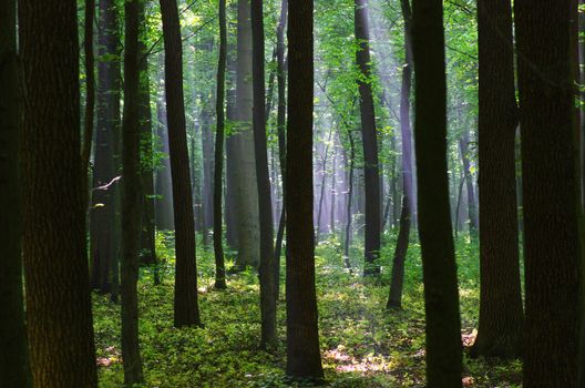 green forest background in a sunny day