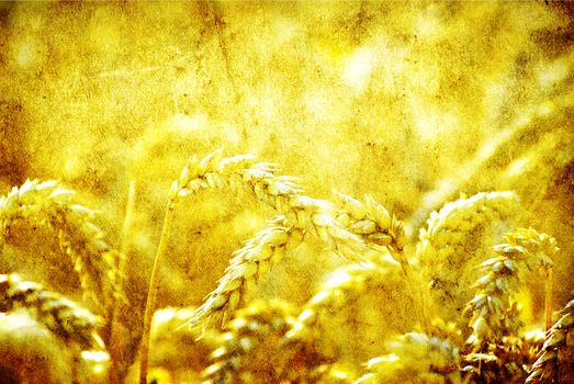 grain ready for harvest growing in a farm field