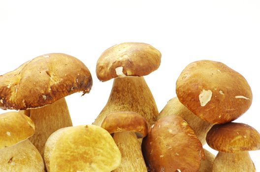 boletus edulis mushrooms on over white background