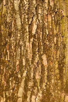 The bark of big old tree in bright sunlight