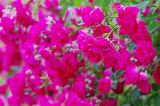 roses on a bush in a garden