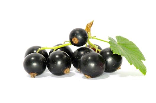 branch of black currant fruits isolated on white background