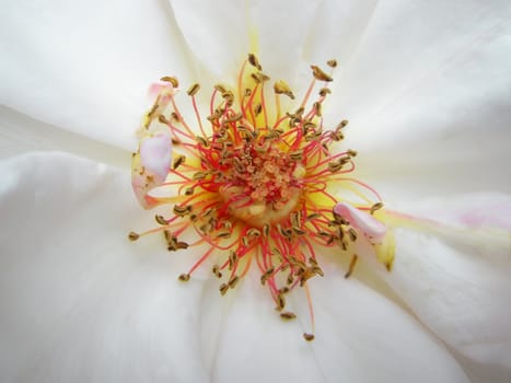 White rose flower. Super macro photo of the rose petals, stamens and pistil