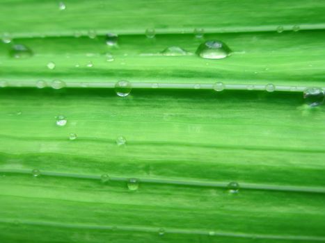 Fragment of green gladiolus leaf with water drops. Macro photo