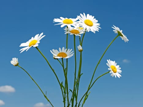 Bouquet of field daisies on a background of a blue sky