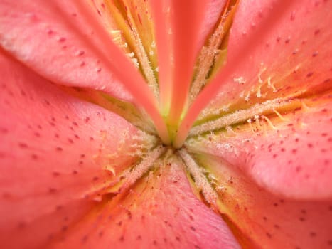 Lily flower. Super macro photo of the lily petals, stamens and pistil