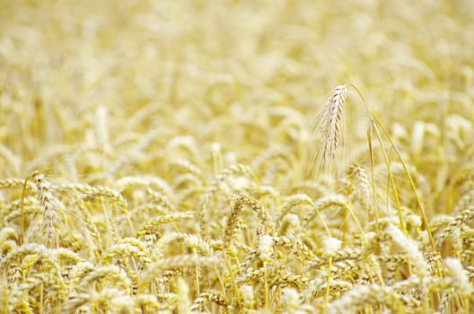 golden wheat field in summer