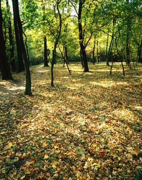 Seasonal Image of Autmn Forest
