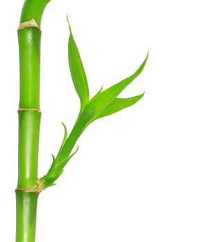 green bamboo  isolated on a white background