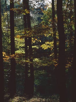 Autumn Forest