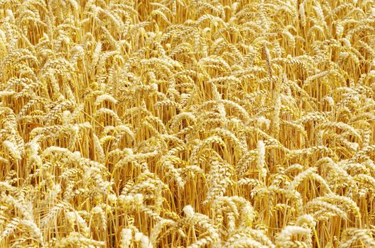golden wheat field in summer