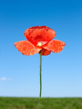 Red poppy flower on a background of blue sky and green field