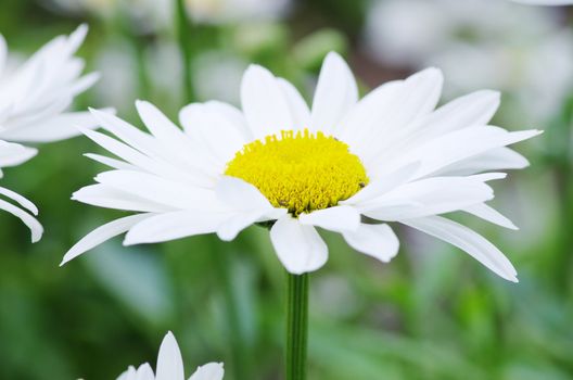 chamomile in a green grass