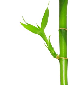 green bamboo  isolated on a white background