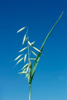 Green spike of oats during the flowering against the background of a blue sky