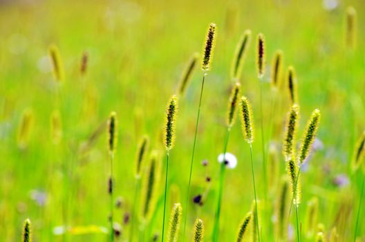 spring grass on the field