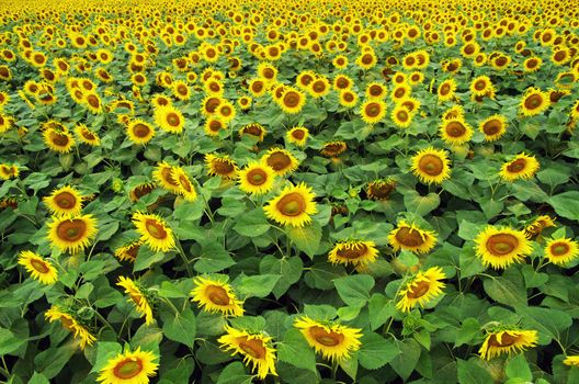 Closeup of a bright yellow sunflowers
