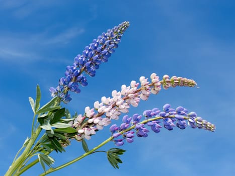 Flowering lupine inflorescence on the background of blue sky