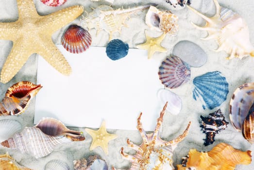 starfish and shells on the beach