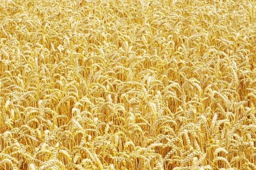 golden wheat field in summer