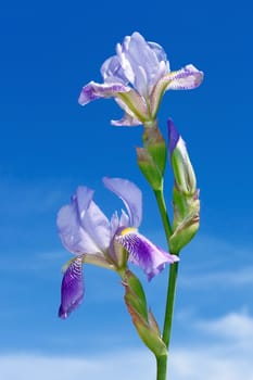 Iris flowers on a background of a blue sky