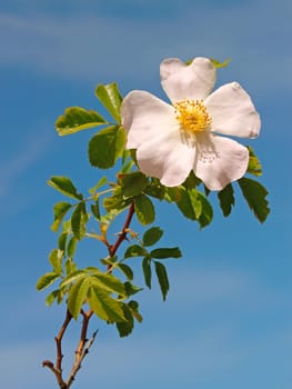 Light pink flower of wild roses against the background of a blue sky