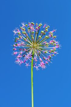 Inflorescence of allium at the end of flowering period against a blue sky