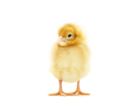 Cute little baby chicken isolated on white background